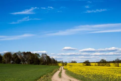 Rape field with forest in the distance Stock Photos