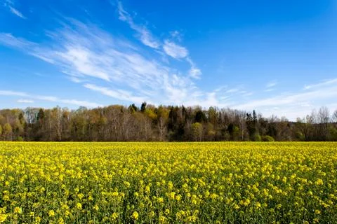 Rape field with a forest in the middle Stock Photos