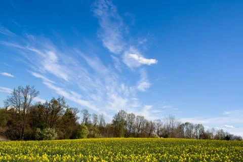 Rape field with a forest in the middle Stock Photos