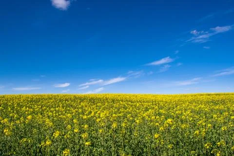 Rape field with a forest in the middle Stock Photos