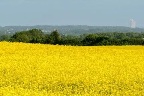 Rape field in front of a row of trees Stock Photos