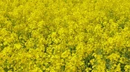 Rape Field - Full Frame Background Nature Texture Stock Footage