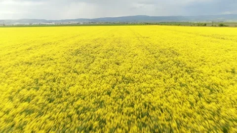 Rape-field-green-yellow Stock Footage 295922654