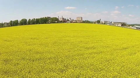 Rape field low flight Stock Footage 50278755