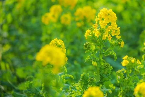 Rape field of Miurakaigan Stock Photos