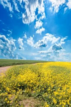 Rape field Stock-Fotos