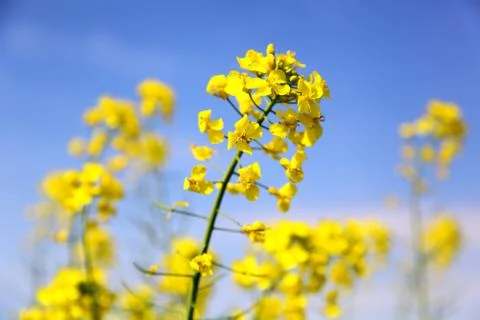 Rape field Stock Photos