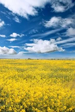 Rape field Stock Photos