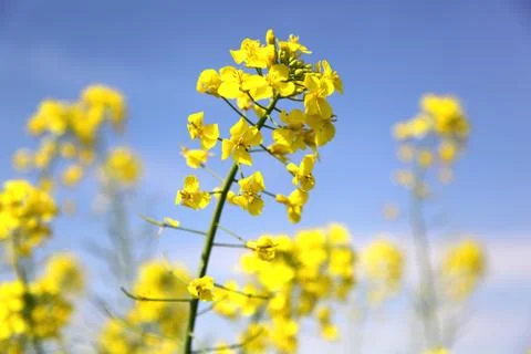 Rape field Stock Photos