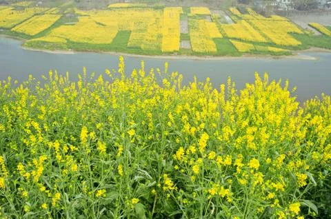 Rape field Stock Photos