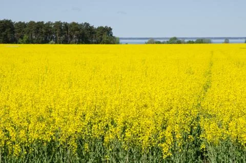 Rape field Stock Photos