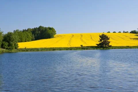 Rape field Stock Photos