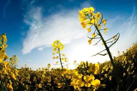 Rape field Photos