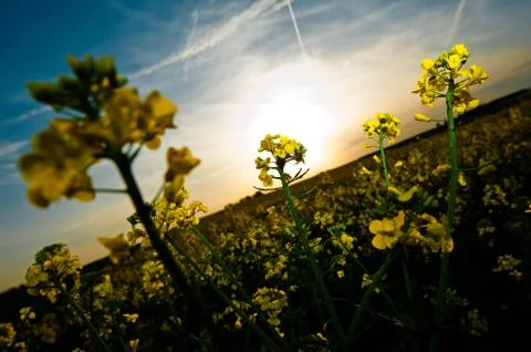 Rape field Photos