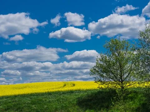 Rape field Stock Photos