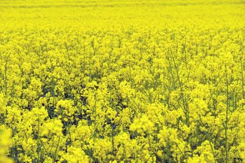 Rape field Stock Photos