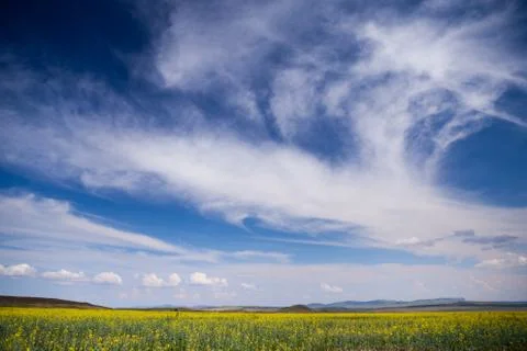Rape field Stock Photos