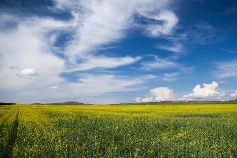 Rape field Stock Photos