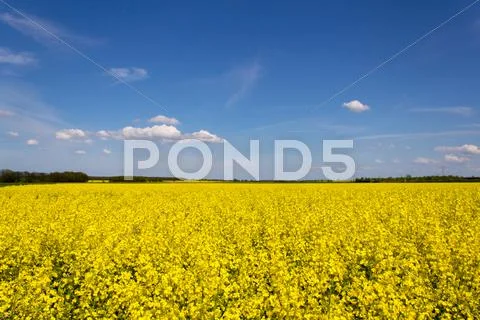 Rape field Stock Photos