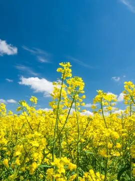 Rape field Stock Photos