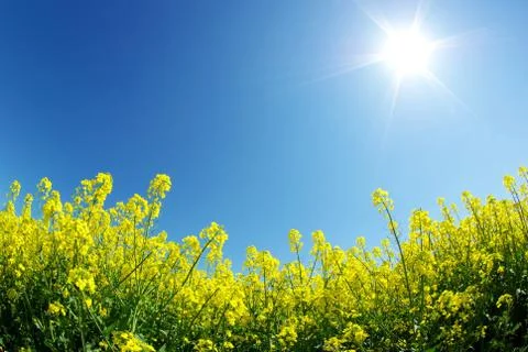 Rape field Stock Photos