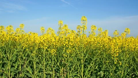 Rape field Foto stock