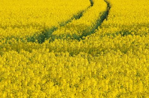 Rape field Stock Photos