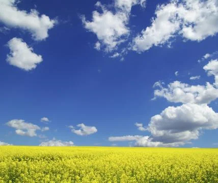 Rape field Stock Photos