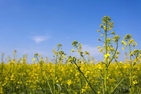 Rape field Stock Photos