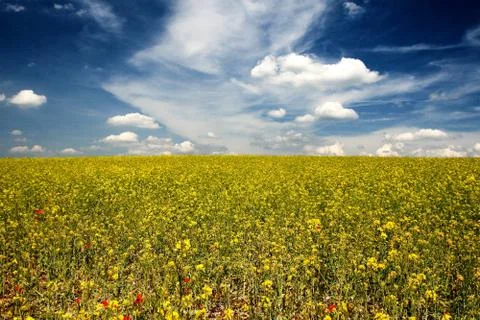 Rape field Stock Photos