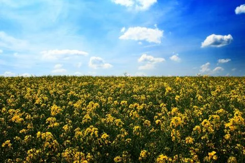 Rape field Stock Photos