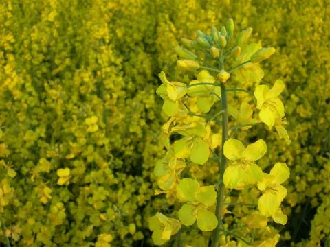 Rape field Stock Photos