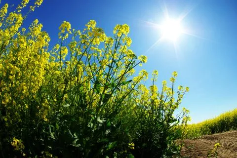 Rape field Foto stock