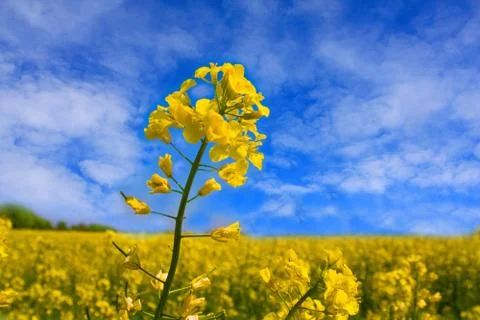 Rape field Stock Photos