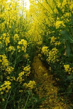 Rape field Stock Photos