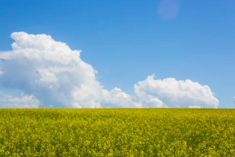 Rape field Stock Photos