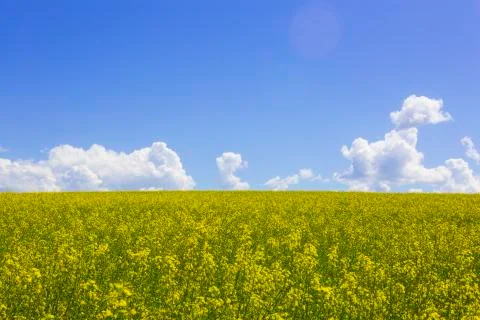 Rape field Stock Photos