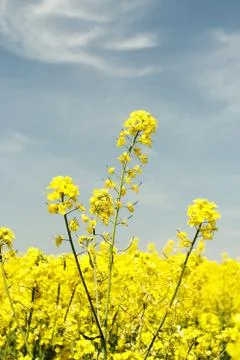 Rape field Stock Photos