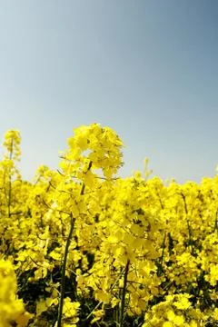 Rape field Stock Photos