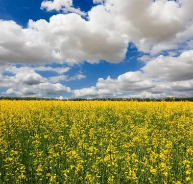 Rape field Stock Photos