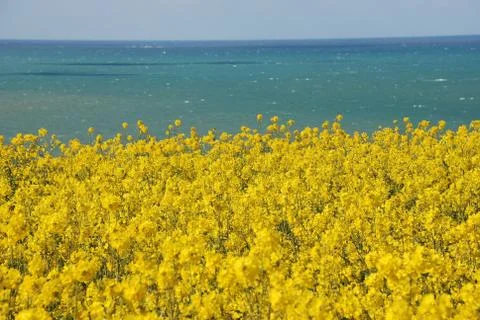 Rape field Stock Photos