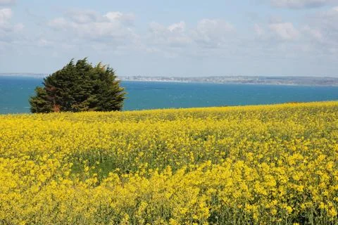 Rape field Stock Photos