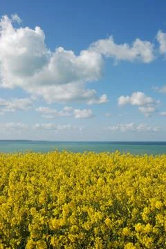 Rape field Stock Photos