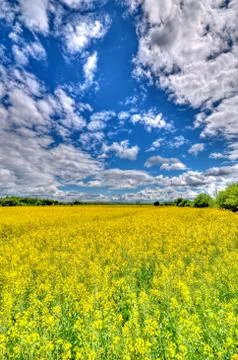 Rape field 写真素材