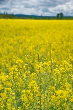Rape field 写真素材