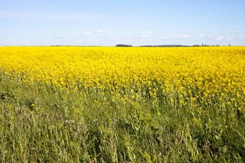 Rape field. Foto stock