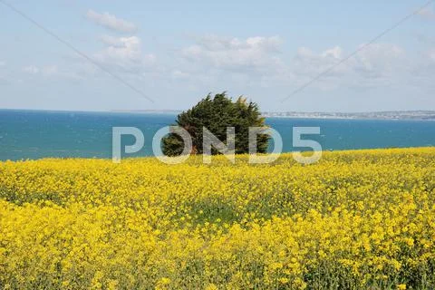 Rape field Stock Photos