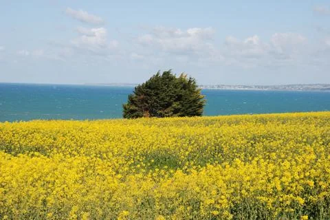 Rape field Stock Photos