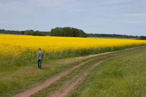 Rape field Foto stock