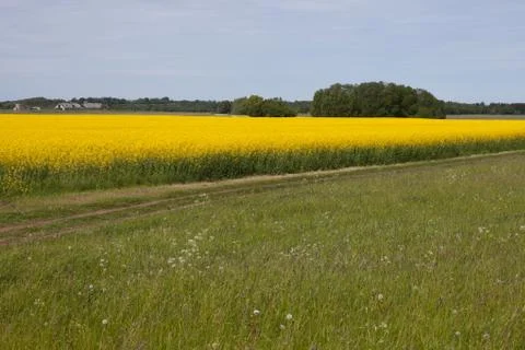 Rape field 库存照片